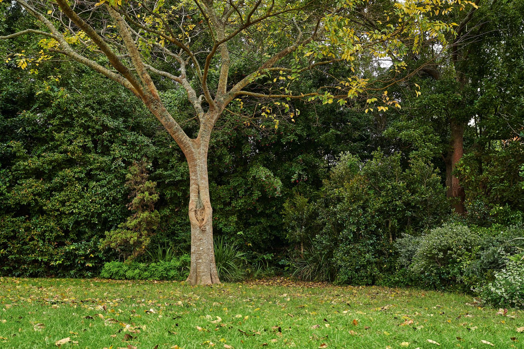 Orezávanie stromov: Ako úspešne orezávať stromy